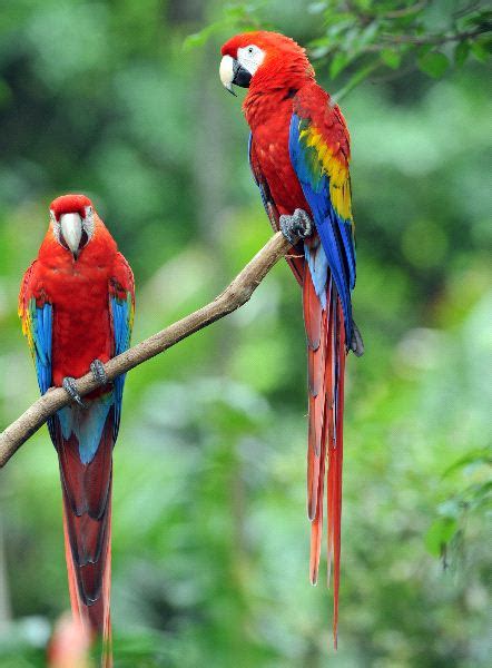 Scarlet Macaw - Animal Facts and Information