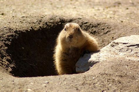 Do Groundhogs Abandon Their Burrows? - Wildlife Informer