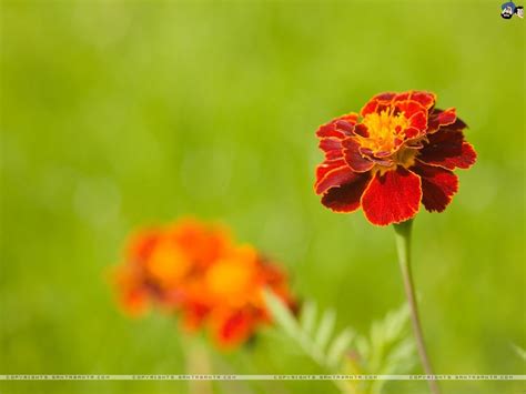 Marigold Wallpapers - Top Free Marigold Backgrounds - WallpaperAccess