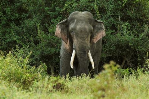 Sri LanKan Tusker - agrohort.ipb.ac.id