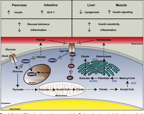 [PDF] De Novo Lipogenesis Products and Endogenous Lipokines | Semantic ...