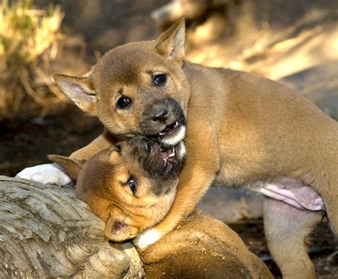 New Guinea singing dog | San Diego Zoo Wildlife Explorers