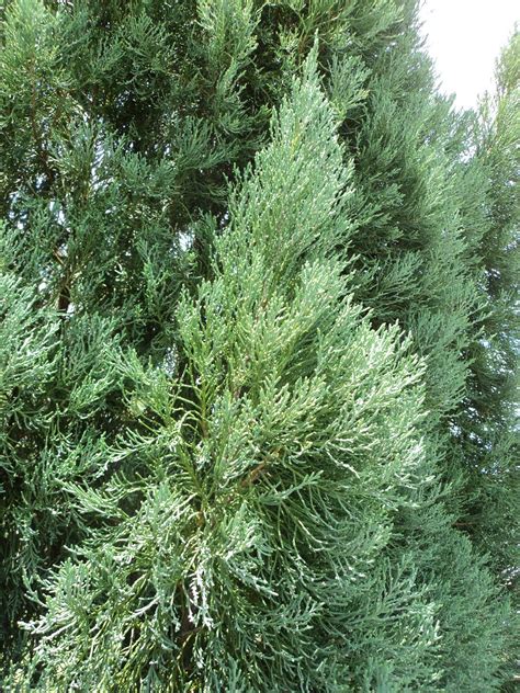 Laman Kambatik Plants list (3rd ed.): Juniperus chinensis ( Chinese Juniper)