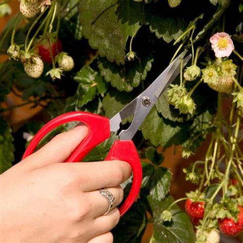 Top Quality Razor Sharp Garden Scissors with a Comfortable Grip