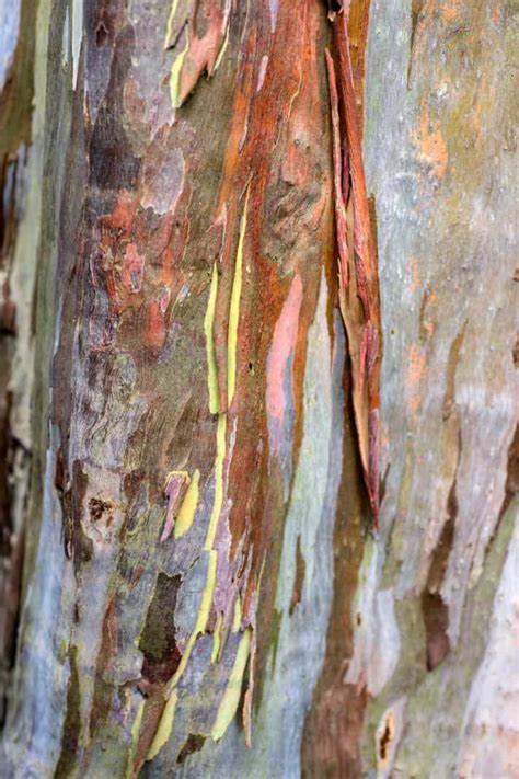 Crepe Myrtle Bark Peeling And Splitting - What To Do?