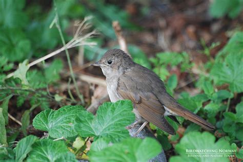 Birding in Southern Norway - birdwatchingnorway - birdwatchingnorway