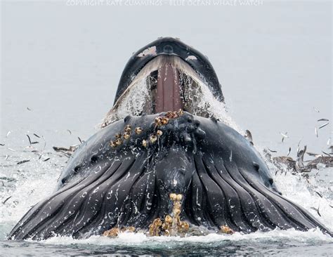 What a mouthful! Astonishing photos of humpback whale feeding on the Pacific Coast - Cottage Life