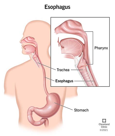 Esophageal Sphincter