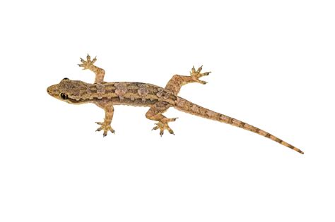 Collection of Lizard HD PNG. | PlusPNG