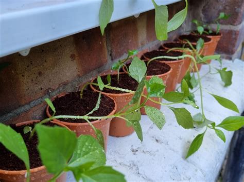 First time growing from seed (dahlia). Why are they leaning ...