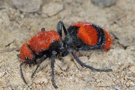 Eastern Velvet Ant, Vol. 5, No. 22 | Mississippi State University Extension Service