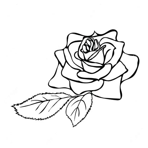 Rose Line Drawing | Free download on ClipArtMag