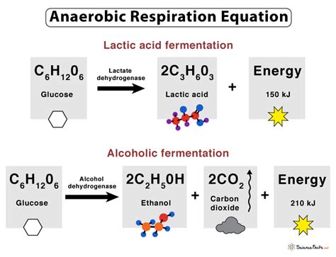 Anaerobic Respiration: Definition, Equation, Steps, & Examples