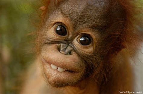 Baby Orangutan Wallpapers - Top Free Baby Orangutan Backgrounds ...