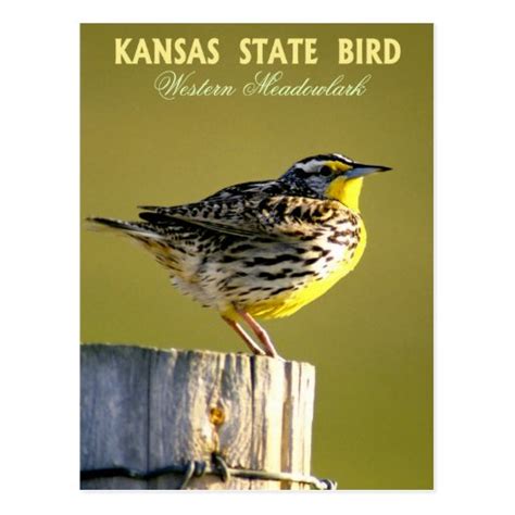 Kansas State Bird - Western Meadowlark Postcard | Zazzle