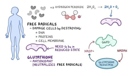 Glucose-6-phosphate dehydrogenase (G6PD) deficiency | Osmosis