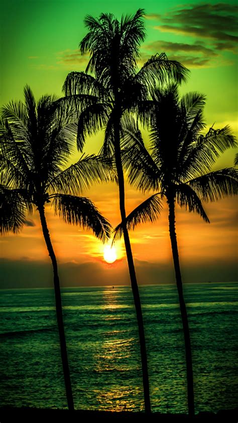 Palm Tree Sunset Wallpaper (70+ images)