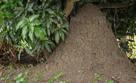 termite hill or termite mounds 22451843 Stock Photo at Vecteezy