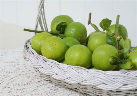 Persian Lime – BLV Import Export Trading Production Company Limited