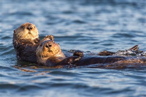 Sea Otter Holding Hands