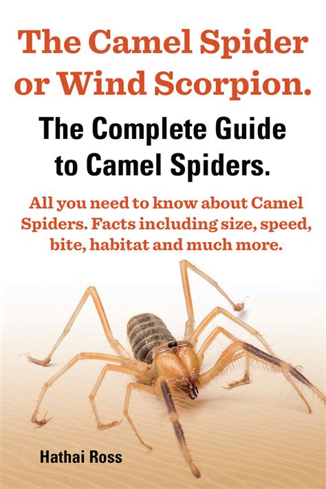 The Camel Spider or Wind Scorpion. The Complete Guide to Camel Spiders. All You Need to Know ...