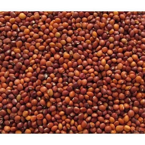 Pure Crop Red Gram Seeds, For Agriculture, Pack Size: 1 - 40 Kg at ₹ 135/kilogram in Rangareddy