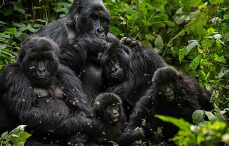 Rushegura gorilla group family- Bwindi Impenetrable forest National Park