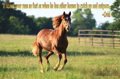 HORSE QUOTES WALLPAPER ~ noexit4u.com