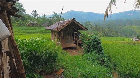 Suasana Pedesaan Terbaik Adalah Saat Hujan Turun⁉️ Sejuk Dan Indah Suasana Kampung Pasarean ...