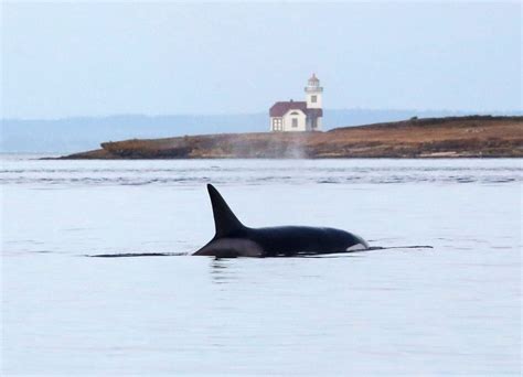 Orca pods put on a show as they play in the Salish Sea - oregonlive.com