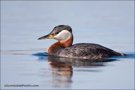 Photo :: Red-necked grebe