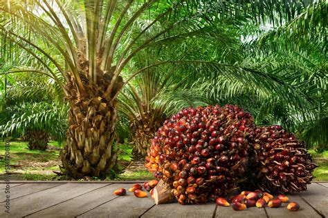 Oil Palm fruits with palm plantation background. Stock Photo | Adobe Stock