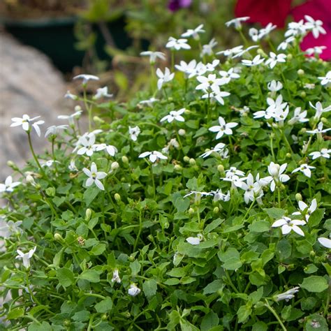 Blue star creeper - Muddy Trowel