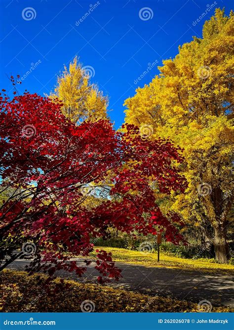 Fall Colors in the Morton Arboretum Stock Photo - Image of season, leaves: 262026078