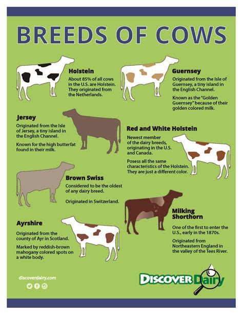 Breeds of Cows - Discover Dairy