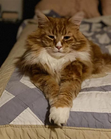 21 Red Maine Coon Cats You’ll Want To Adopt - MaineCoon.org