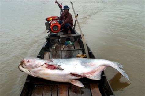 Mekong Giant Catfish : Mekong Giant Catfish Pattaya Fishing : However, this photograph and story ...