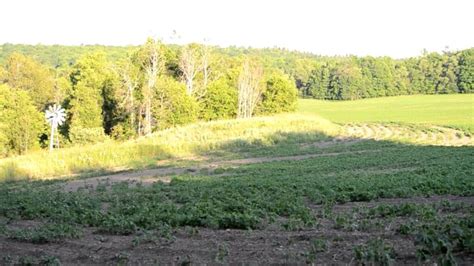 Beginner’s Guide To Groundhogs: Habitat, Diet, Behavior & More