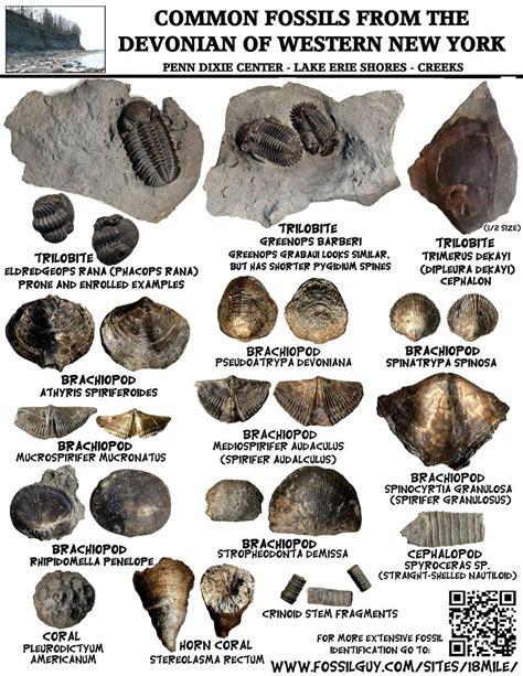 Printable Fossil Identification Chart - Printable Word Searches