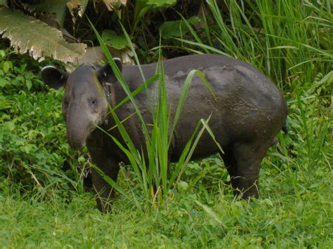 Baird's Tapir - World Tapir Day