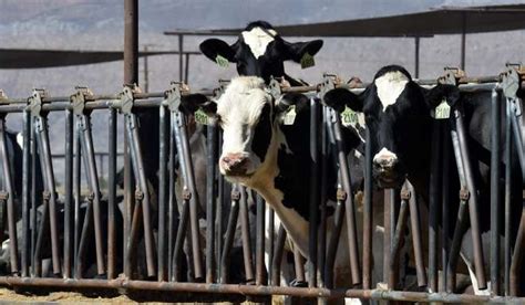 China is going the extra distance for fresh milk ... from Tasmania | South China Morning Post