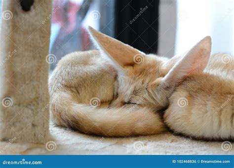 Baby Fox Sleeping in the House Stock Photo - Image of floor, animal: 102468836