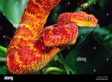 African Bush Viper, Atheris squamiger, Native to Uganda & Western Kenya ...