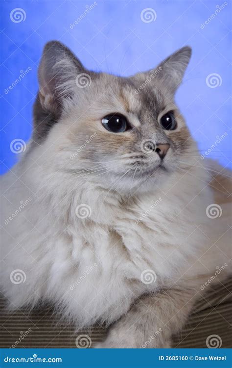 White ragdoll cat stock photo. Image of pure, blue, companion - 3685160