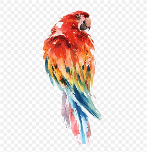 Parrot Watercolor Painting Bird Drawing Art, PNG, 564x847px, Parrot, Art, Artist, Beak, Bird ...