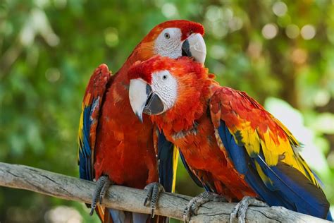 Animal Couples Who Will Be Your Valentine’s Day Inspiration | PETA