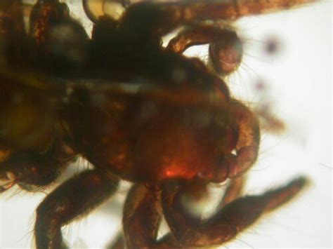 Fossil Amber with Two Jumping Spiders