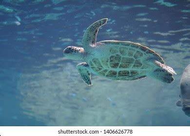 Sea Turtle Swimming Underwater Sea Stock Photo 1406626778 | Shutterstock