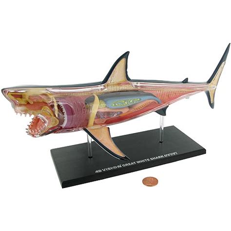 4D Great White Shark Anatomy Model | xUmp