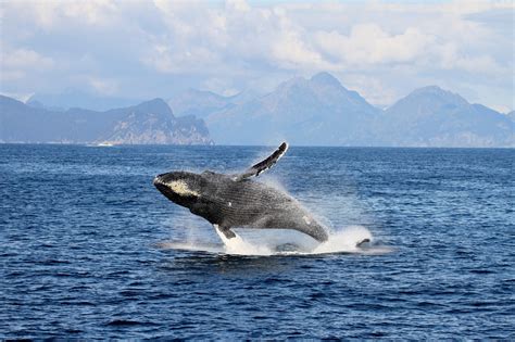 Alaska Whale Watching Tours | Whalewatching in Alaska | Page 2